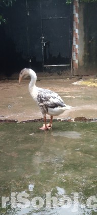 রাজহাঁস।